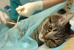 SIA Anivet - dzīvnieku kastrācija, sterilizācija, veterinārārsta mājas vizītes dzīvniekiem, dzīvnieku ārstēšana