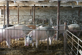 Cūku audzētāja "Baltic Pork" apgrozījums pērn sarucis par 18,1%