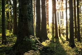 "Bergvik Skog" par 324 miljoniem eiro pārdevis meža īpašumus un uzņēmumus Latvijā Zviedrijas koncernam "Södra"