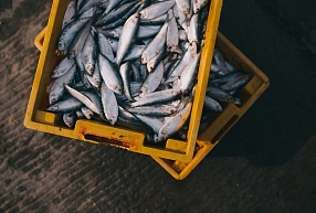 Zivju konservu ražotāja "Karavela" apgrozījums piecos mēnešos pieaudzis par 26%
