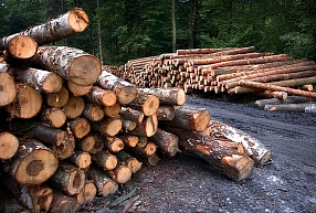 "Latvijas valsts meži" šogad prognozē 1,5% apgrozījuma pieaugumu