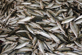 Zivju produktu izplatītāja "Salas zivis" apgrozījums pērn saruka par 7,3%