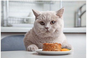 Kaķu barība – ko izvēlēties savam mīlulim?