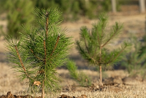 Atmežošana Latvijā 2026. gadā - kādas izmaksu pozīcijas pieaugs un ko tas nozīmēs zemes īpašniekiem?