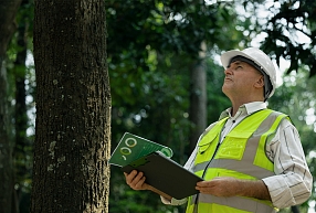 Kā plašs ārpakalpojumu tīkls nodrošina efektīvu atmežošanu – no arhitektiem līdz mežizstrādes uzņēmumiem 