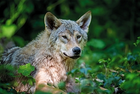 Plēsīgo dzīvnieku aktualitāte Latvijā. Būt vai nebūt? 
