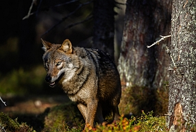 Plēsīgie dzīvnieki Latvijas mežos – bioloģiskā daudzveidība vai drauds cilvēkiem? 
