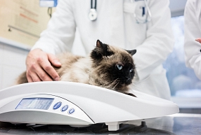 Verificēti svari dzīvnieku svēršanai veterinārajās klīnikās un lopkopībā