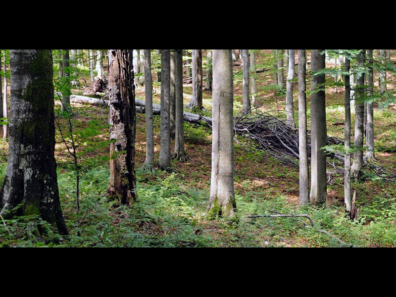 Mežu un cirsmu pirkšana SIA "Meža Dimzas"