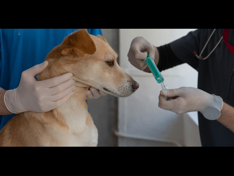 veterinārās pārbaudes