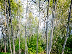 Teltis Liepās atmosfēra