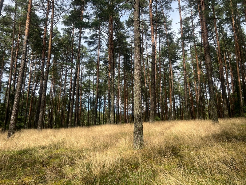 atmežošanas plāns