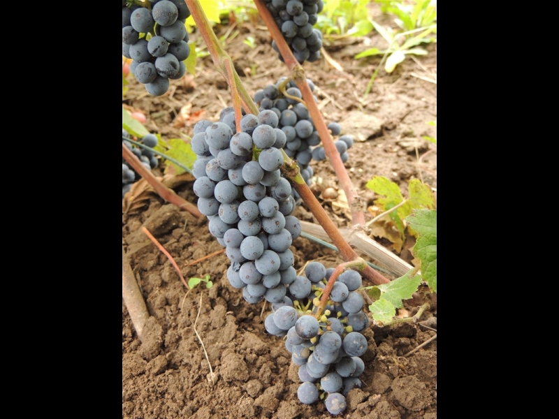 Vīnogas, vīnogu stādu audzēšana, tirdzniecība