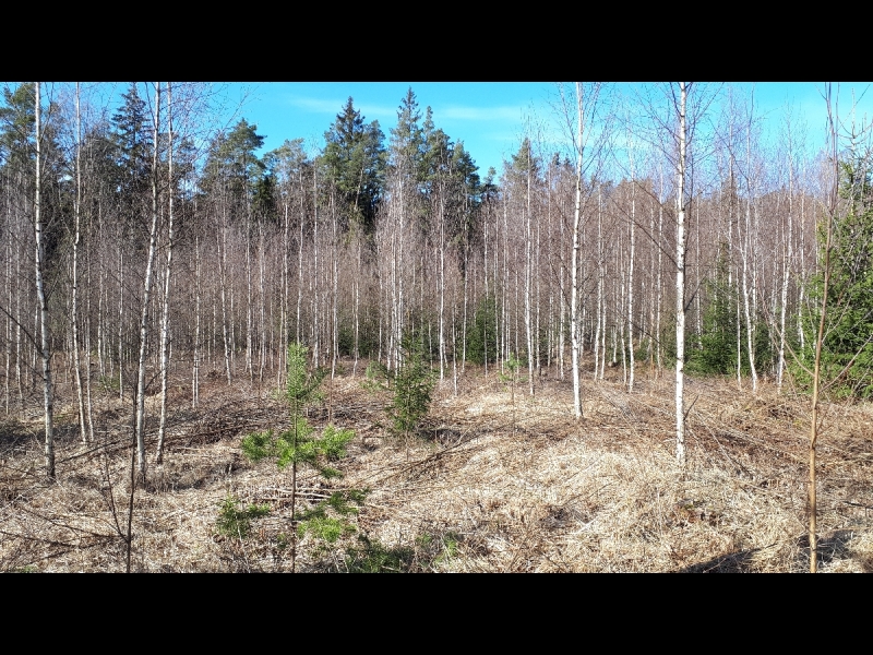 Mežizstrāde un mežkopība. Teritoriju sakopšana, koku izzāģēšana, zāles pļaušana un mulčēšana, zaru šķeldošana