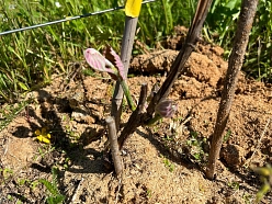 vīnogu stādu audzēšana