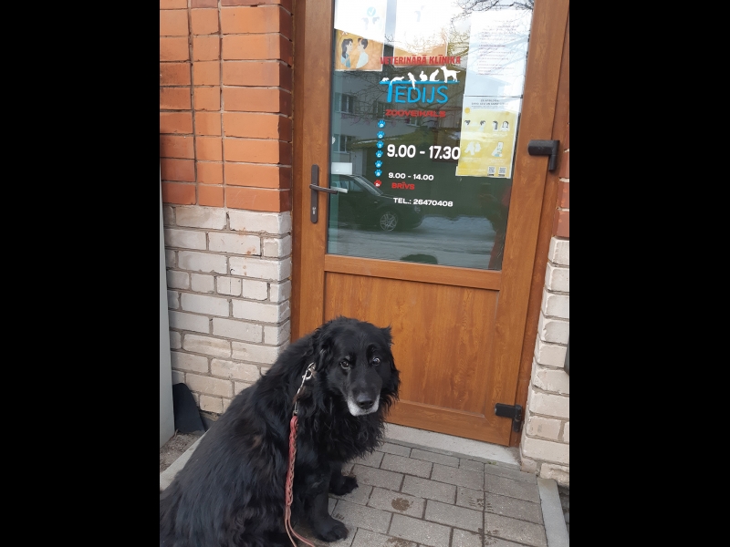 Veterinārā klīnika Cēsīs