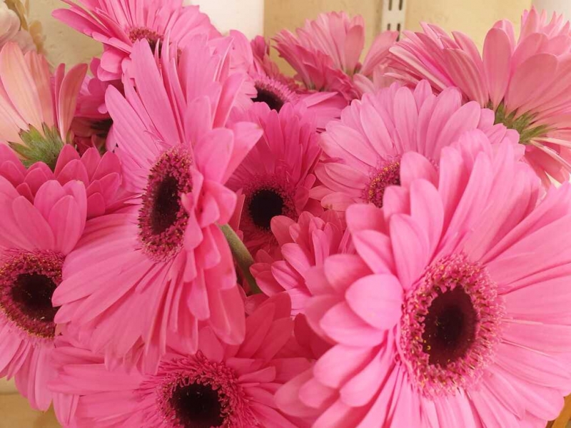 Grieztie ziedi Ķengaragā