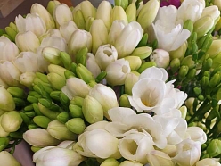 Ziedu veikals Versilija