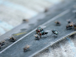 Kaitēkļu apkarošana