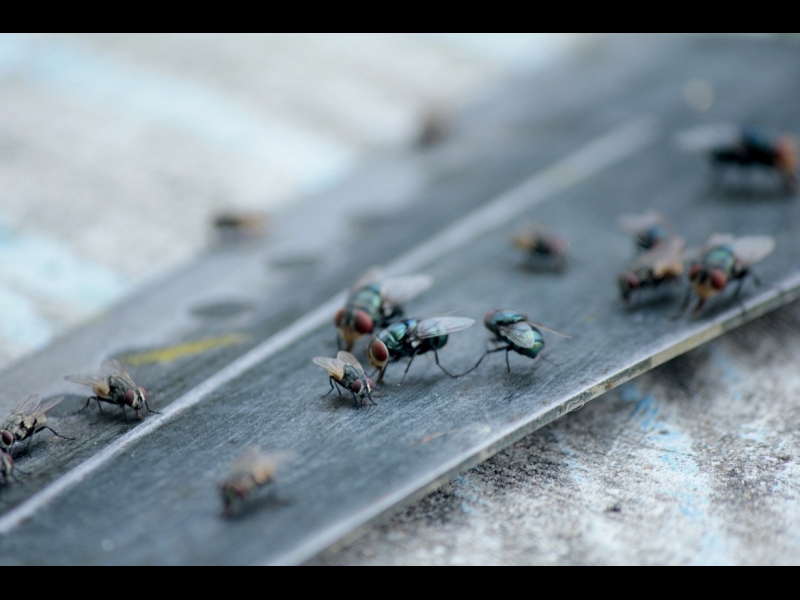 Kaitēkļu apkarošana