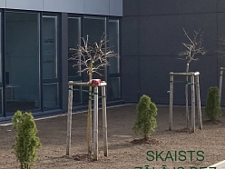 Zālājs bez kurmju rakumiem