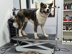 Suņu frizētava Sarkandaugavā