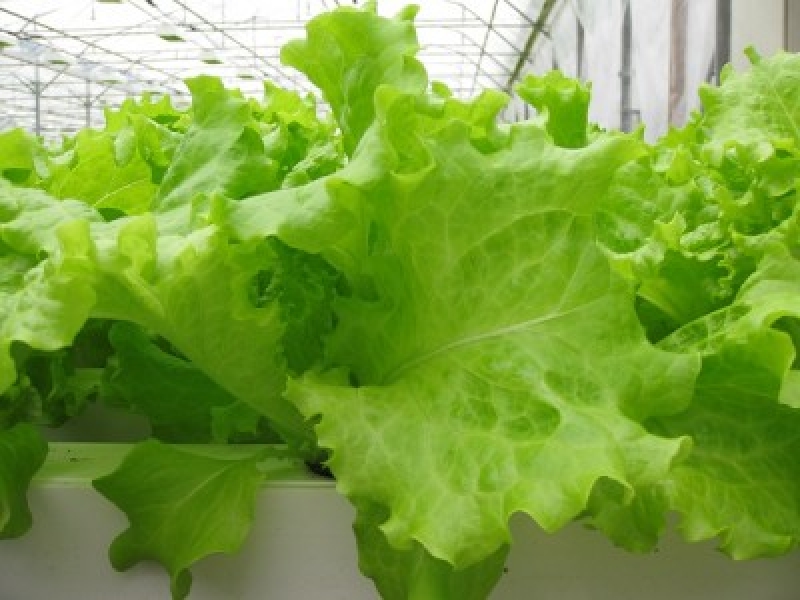 salātu podiņos audzēšana
