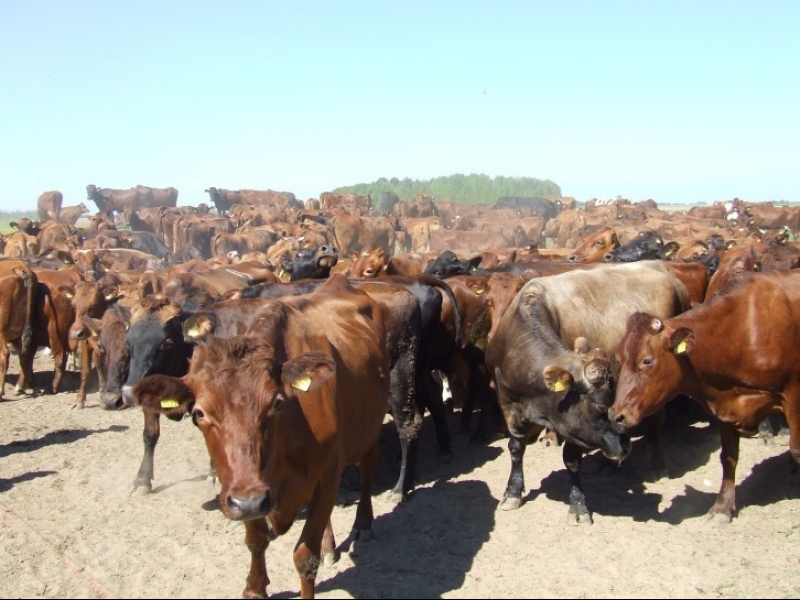 Govju tirdzniecība, www.saldusdruva.lv