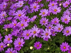 Violetas krāsas ziedi dārzā