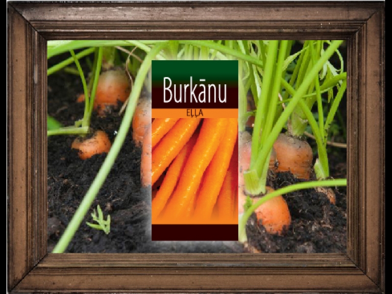 Burkānu eļļa