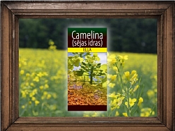 Camelina eļļa