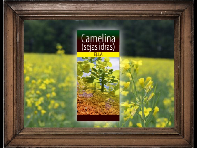 Camelina eļļa