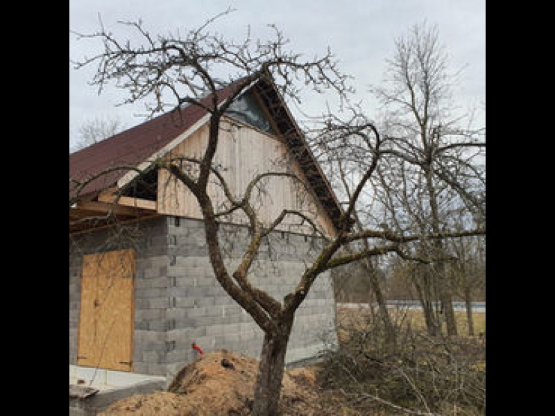 Arborista pakalpojumi