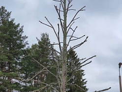 Koku stādīšana