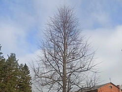 Kokkopība