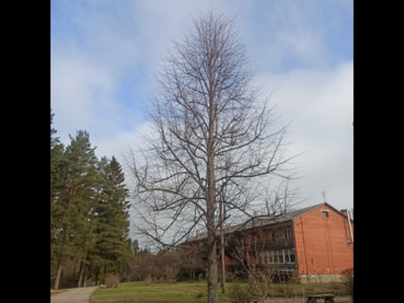 Kokkopība