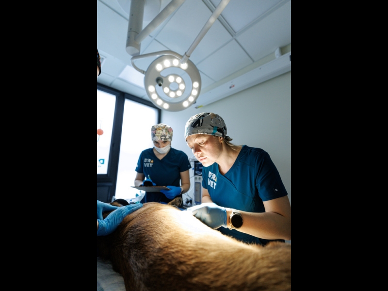 Dr. VET profesionāļi darbībā