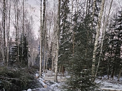 Ziemas mežizstrāde - kokmateriālu sagatavošana dažādos apstākļos