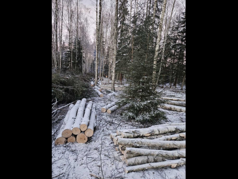 Ziemas mežizstrāde - kokmateriālu sagatavošana dažādos apstākļos