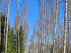 Meža izstrādes teritorija pēc profesionāli veiktiem darbiem