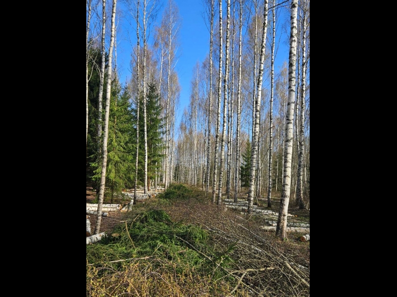 Meža izstrādes teritorija pēc profesionāli veiktiem darbiem
