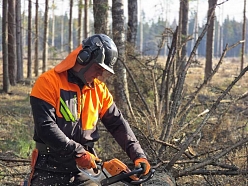 Koku zāģēšanas darbi mežā - kvalitatīva mežizstrāde Latgalē