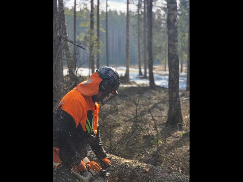 Mežizstrādes process ar rokas motorzāģi dabīgā vidē