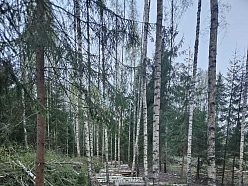 Sagatavoti kokmateriāli pēc cirsmas izstrādes mežā