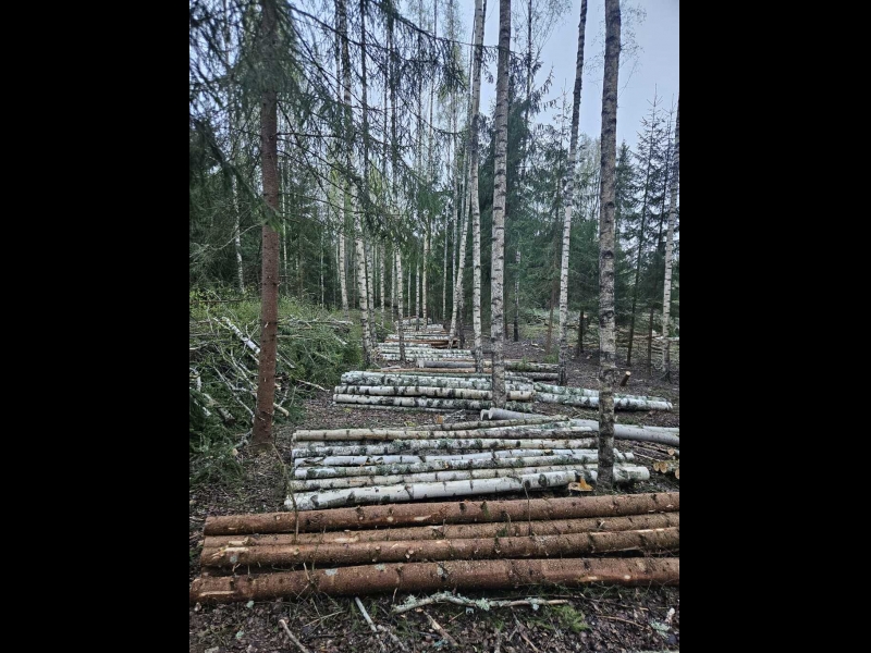 Sagatavoti kokmateriāli pēc cirsmas izstrādes mežā