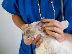 Laboratoriskā un dermatoloģiskā diagnostika