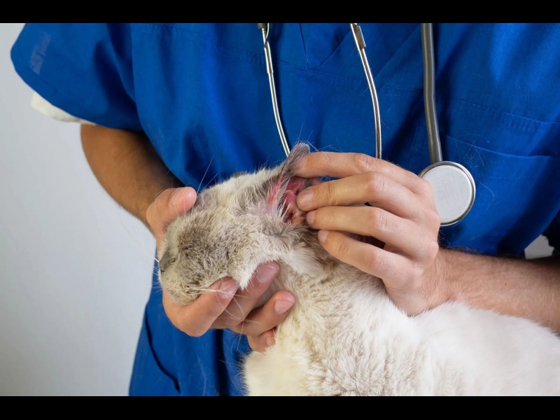 Laboratoriskā un dermatoloģiskā diagnostika