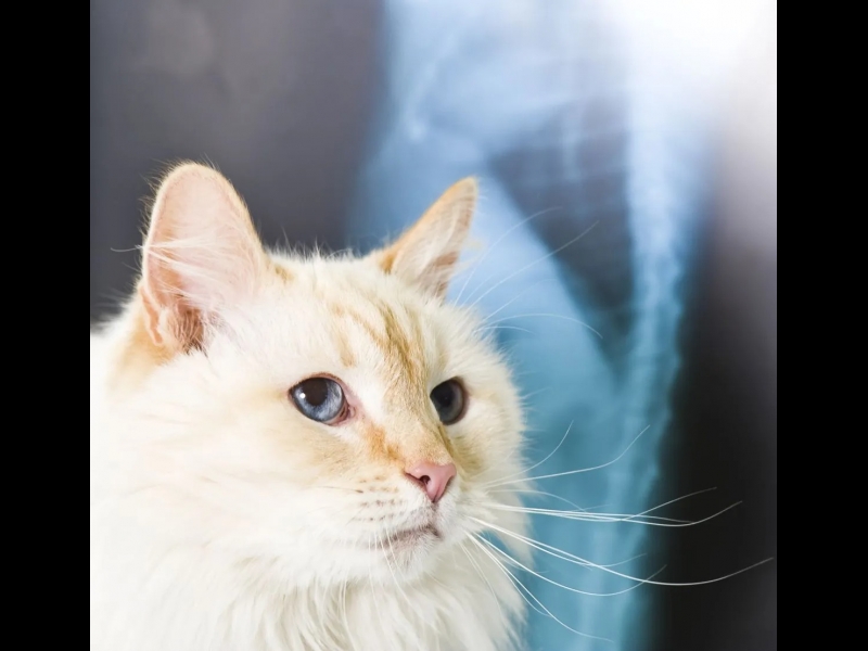 Rentgenoloģiskie izmeklējumi