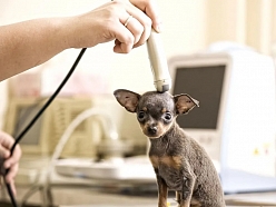 Ultrasonogrāfiskie izmeklējumi