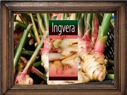 Ingvera eļļa